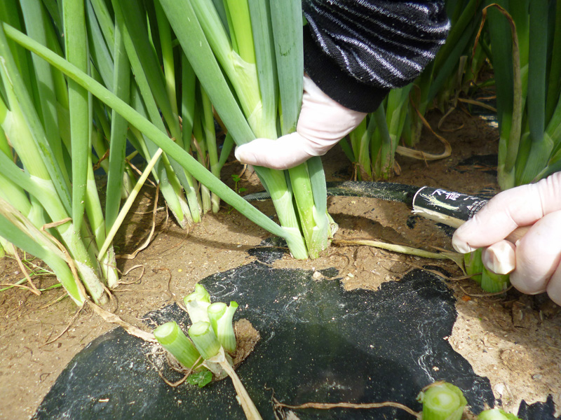 2014-7-1aonegi-shuukaku-up.jpg