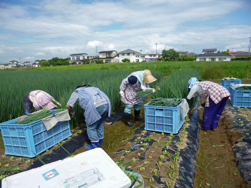 2014-7-1aonegi-shuukaku.jpg