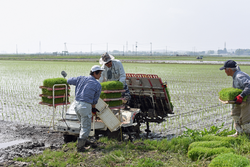 2015taue.jpg