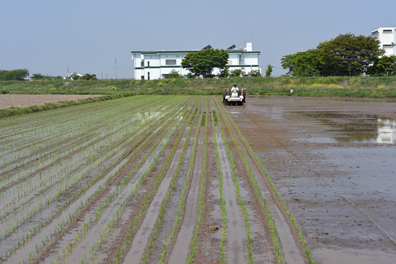 2015taue3.jpg